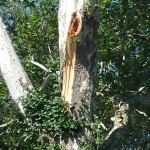 stormdamage1